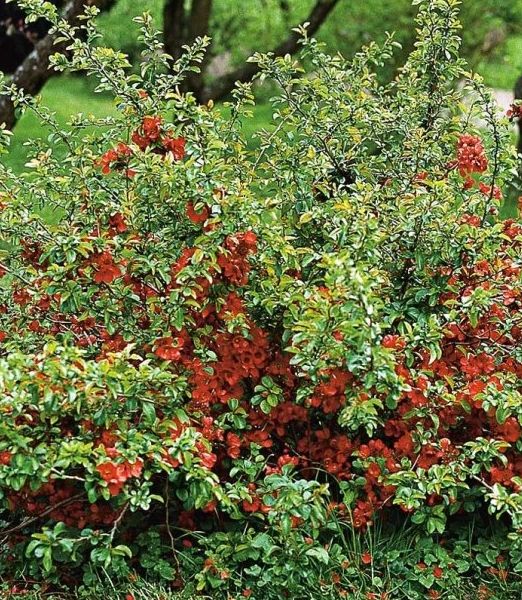 Chaenomeles x superba 'Orange Trail'
